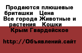 Продаются плюшевые бриташки › Цена ­ 2 500 - Все города Животные и растения » Кошки   . Крым,Гвардейское